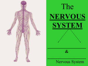 NERVOUS SYSTEM CNS-Central Nervous System PNS