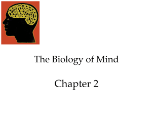 ch 3 the brain pp - Madeira City Schools