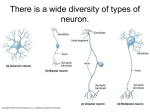 There is a wide diversity of types of neuron.