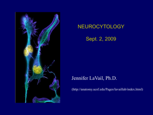 neurocytol_lect