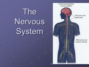 The Nervous System