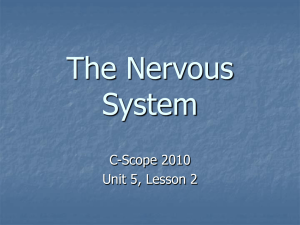 The Nervous System