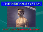 THE NERVOUS SYSTEM I