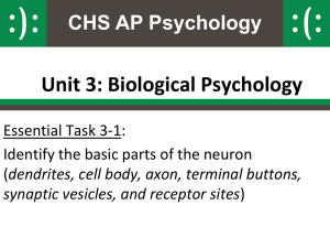 Chemical Transmission BETWEEN Neurons