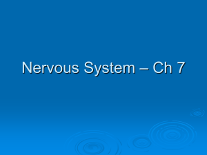 Nervous System – Ch 7