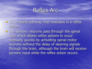 Reflex Arc - Point Loma High School