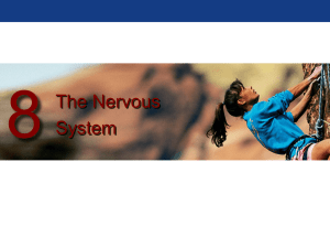 A&P Ch 8 PowerPoint(Nervous System)