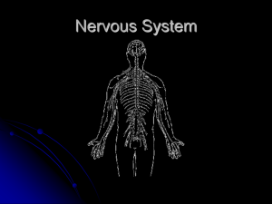 Nervous_System_PowerPoint