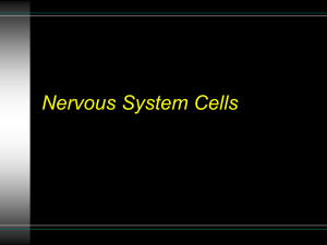 Nervous System Cells