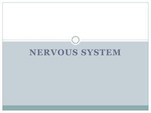 nervous system