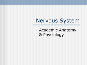 Nervous System