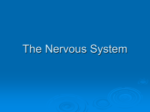 The Nervous System