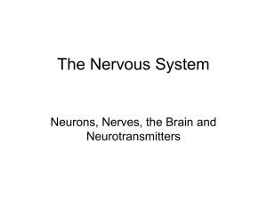 Organization of the nervous system