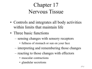 Nervous Tissue