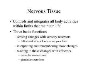 Nervous Tissue