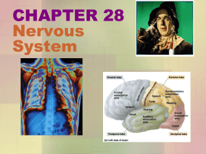 CHAPTER 28 Nervous Systems