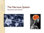 The Nervous System