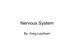 Nervous System