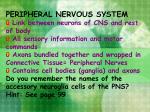 Peripheral Nervous System