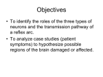 Nervous Tissue