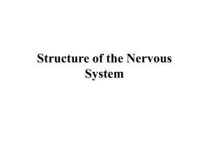 Structure of the Nervous System