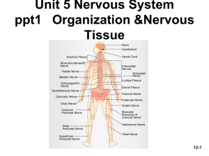 1 nervous system organization structure of neurons