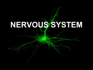 nervous system - Doctor Jade Main