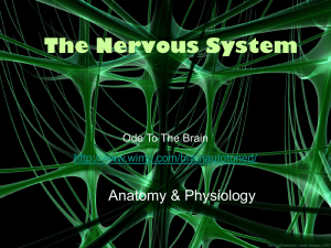 The Nervous System