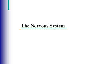 The Nervous System