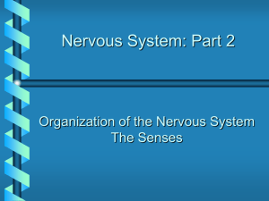 Central Nervous System (CNS)