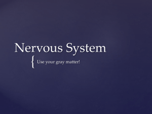 Nervous System