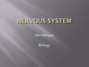 Nervous System