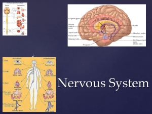 Nervous System