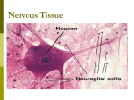 Nervous Tissue