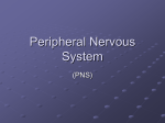 Peripheral Nervous System