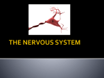 Central Nervous System