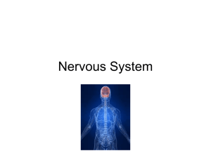 Nervous System - wondersofscience