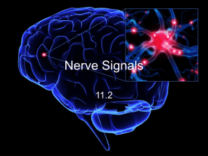 The Importance of the Nervous System