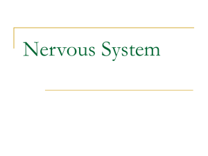 Nervous System - simonbaruchcurriculum