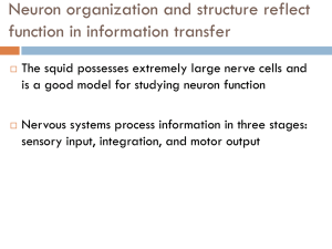 action potential