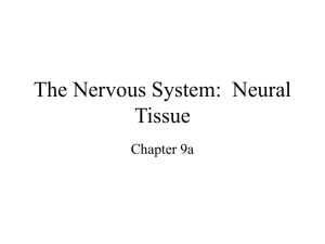 Central nervous system