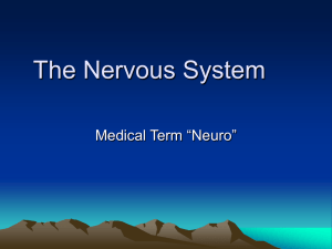 The Nervous System