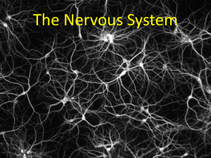 Neurotransmitter proteins