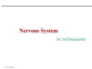 Nervous System  Dr. Ali Ebneshahidi © 2016 Ebneshahidi