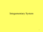 Integumentary System PPT