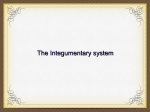 The Integumentary system