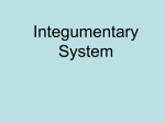 Integumentary System