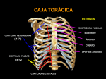 acromion