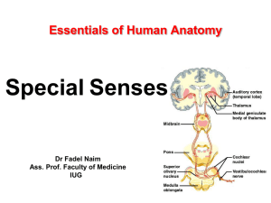 Essentials of Human Anatomy 12