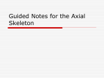 Axial Skeletal System Notes